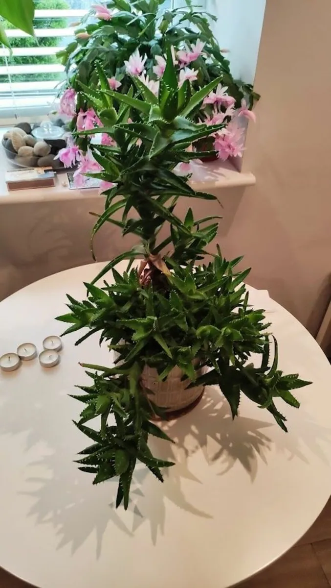 Stunning 600mm Aloe in Pot - Only 25Euros - Image 2