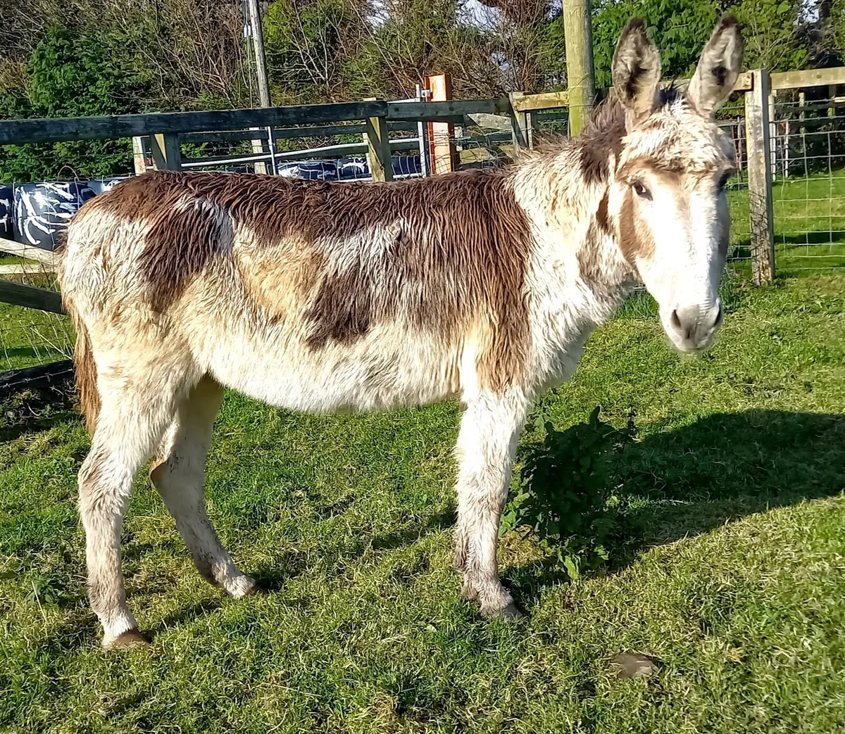 MARE  DONKEYS - Image 1