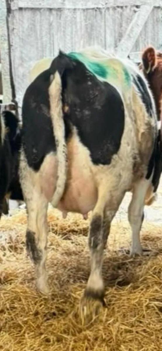 Dairy sale this Friday in New Ross mart - Image 1