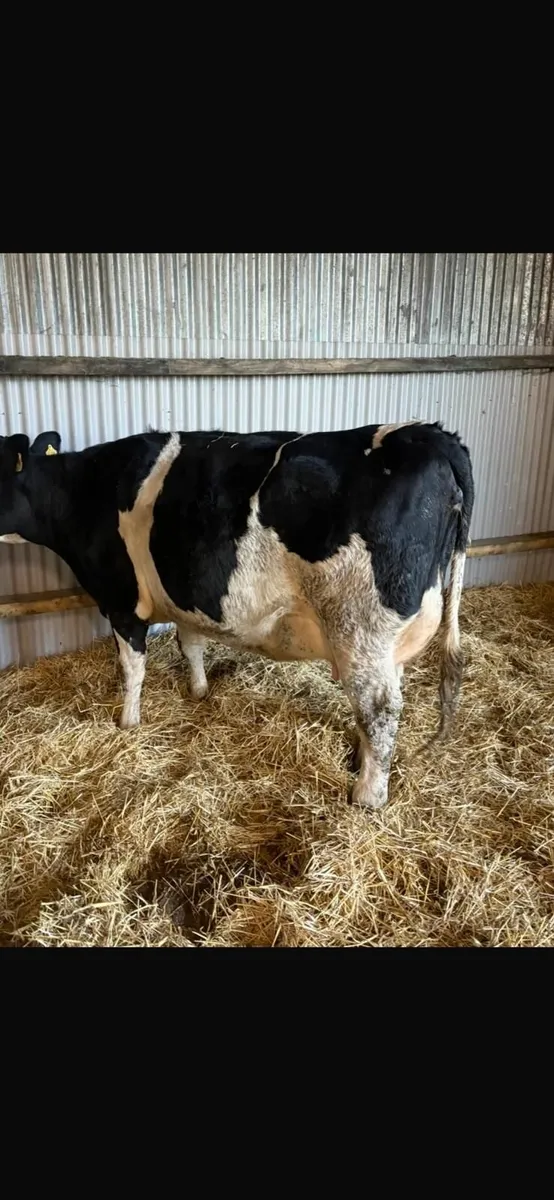 Dairy sale this Friday in New Ross mart - Image 2