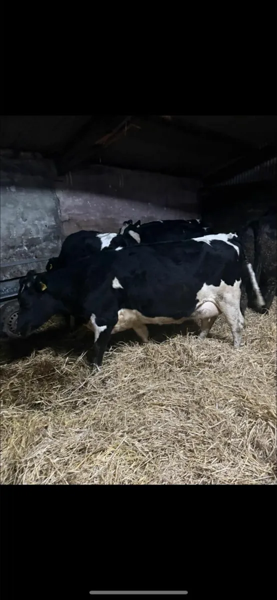 Dairy sale this Friday in New Ross mart - Image 3