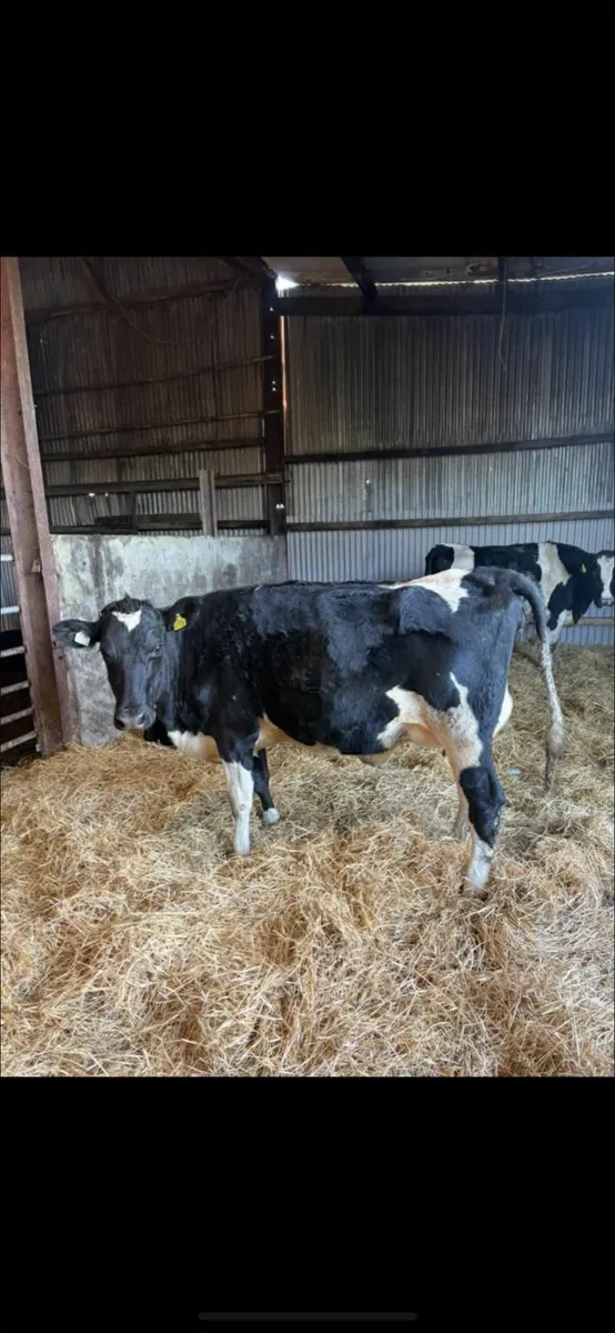 Dairy sale this Friday in New Ross mart - Image 4