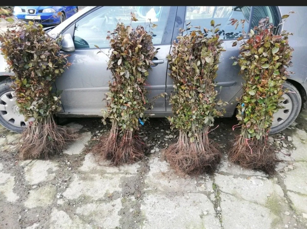 Copper Beech Hedging - Image 4
