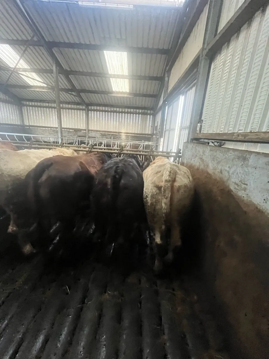 Springer Heifers - Image 4