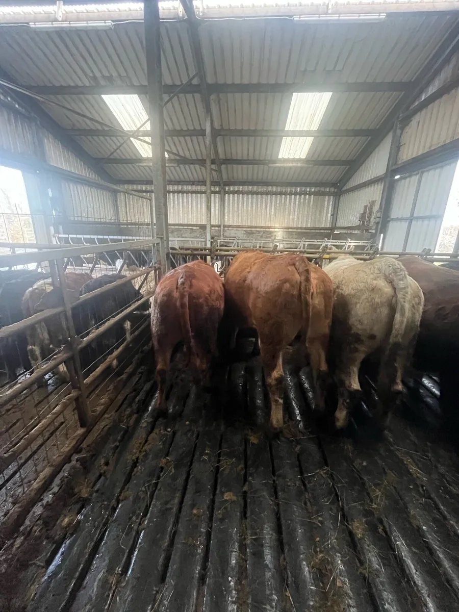 Springer Heifers - Image 3