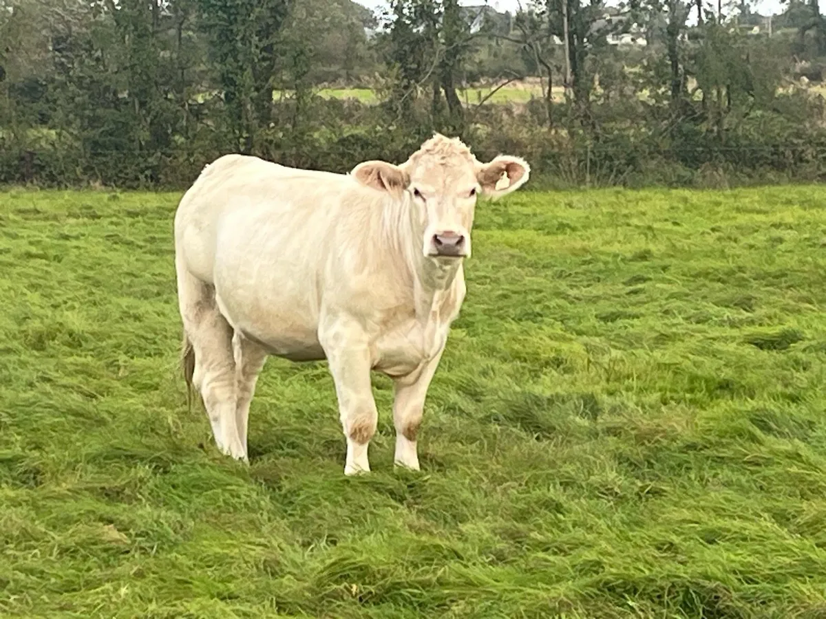 Springer Heifers - Image 1