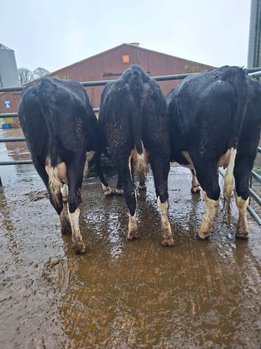 7 Springing Fresian Heifers For Sale - Image 1