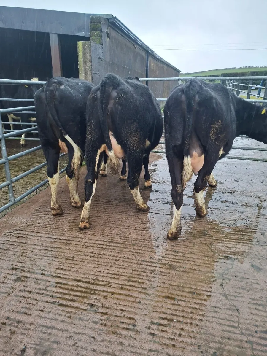7 Springing Fresian Heifers For Sale - Image 2