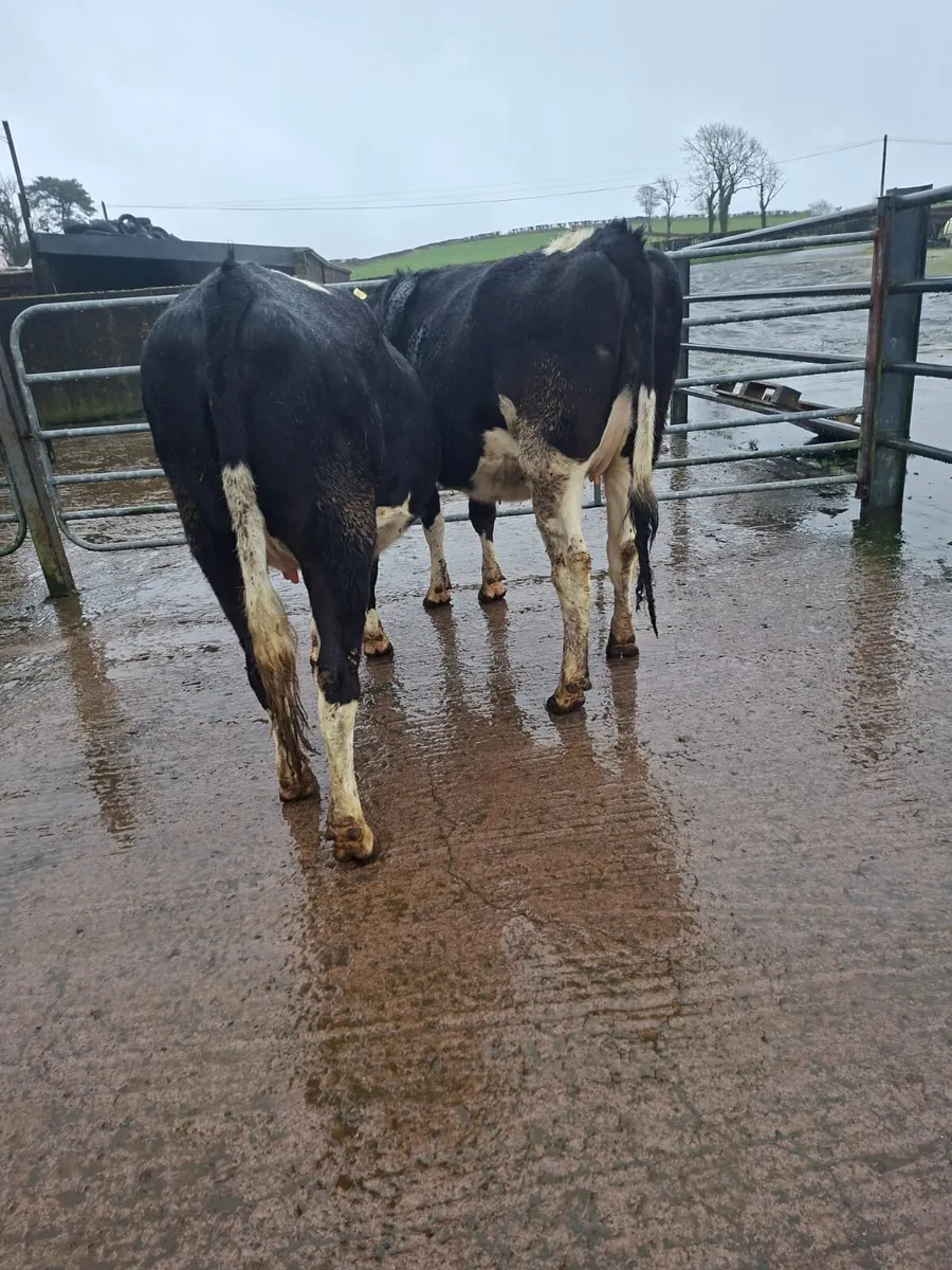 7 Springing Fresian Heifers For Sale - Image 3