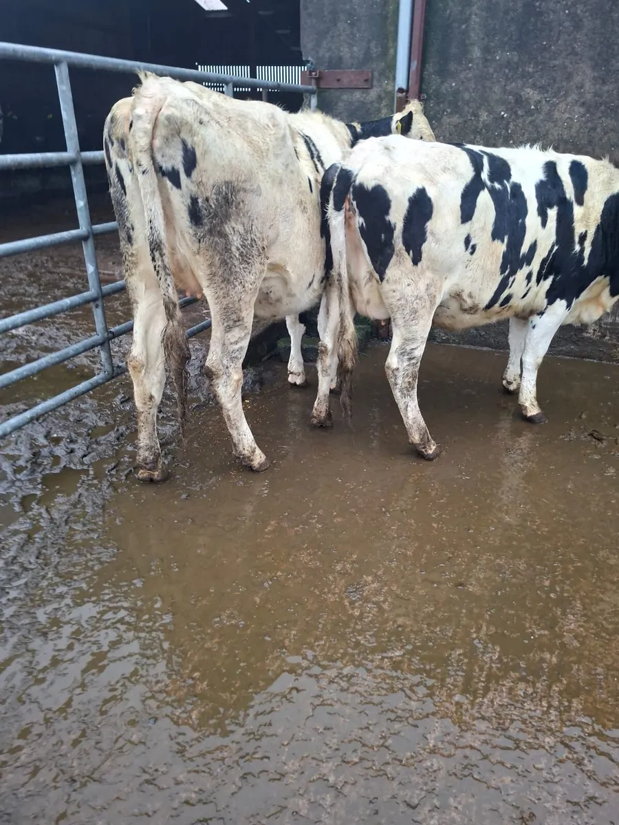 7 Springing Fresian Heifers For Sale - Image 4