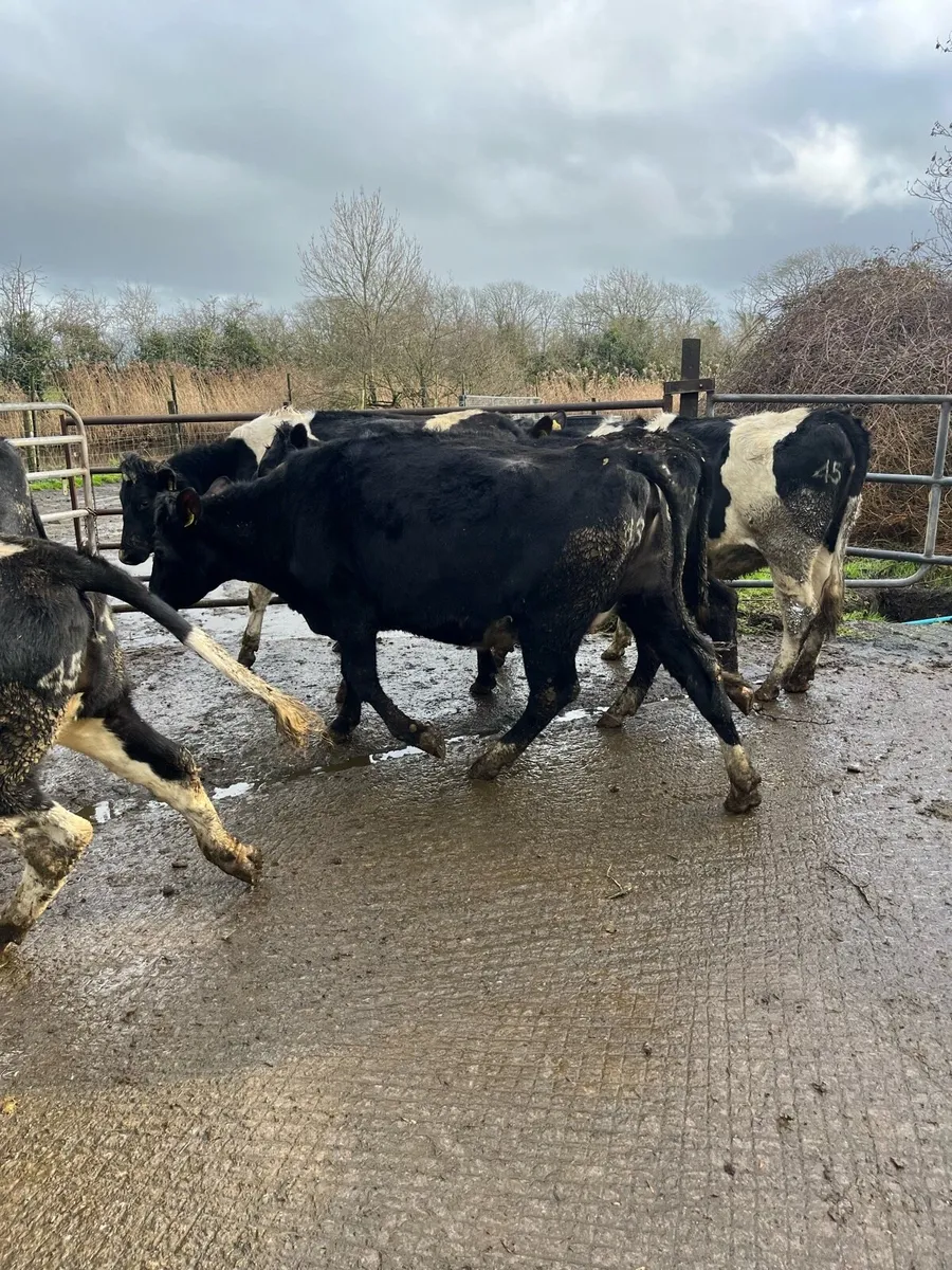 Fr heifers - Image 3