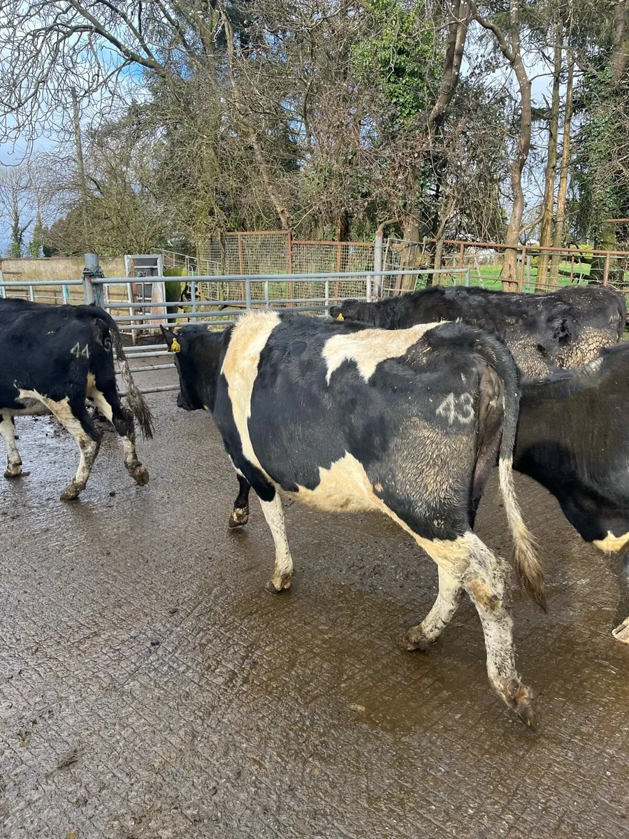 Fr heifers - Image 4