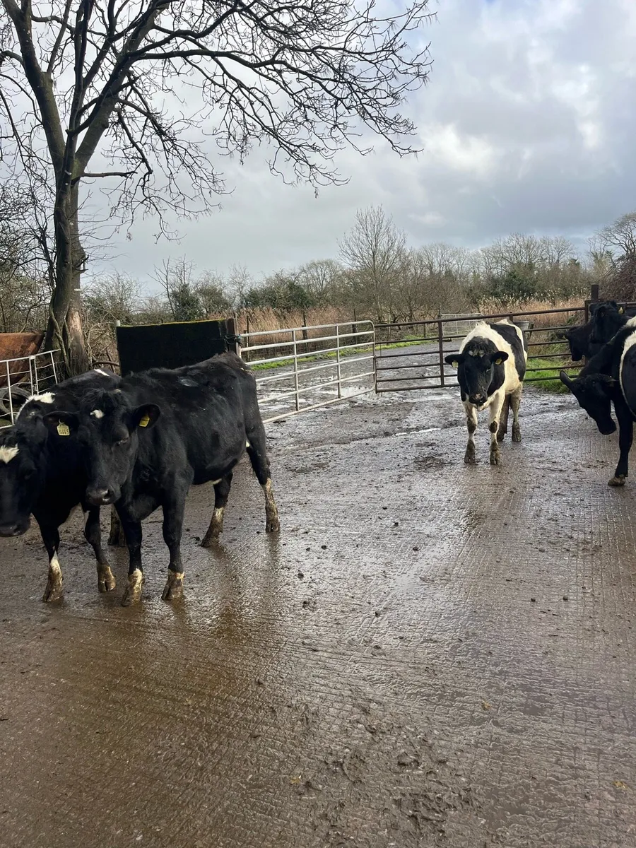 Fr heifers - Image 2