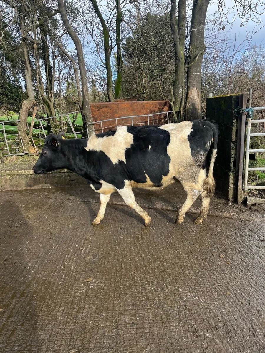 Fr heifers - Image 1