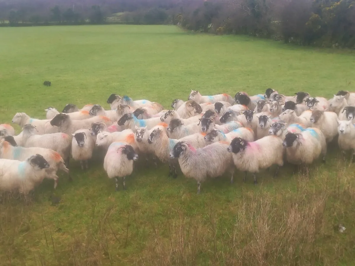 Ewes for sale, 68 Ewes - Image 1