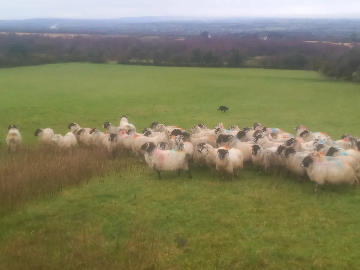 Ewes for sale, 68 Ewes - Image 3