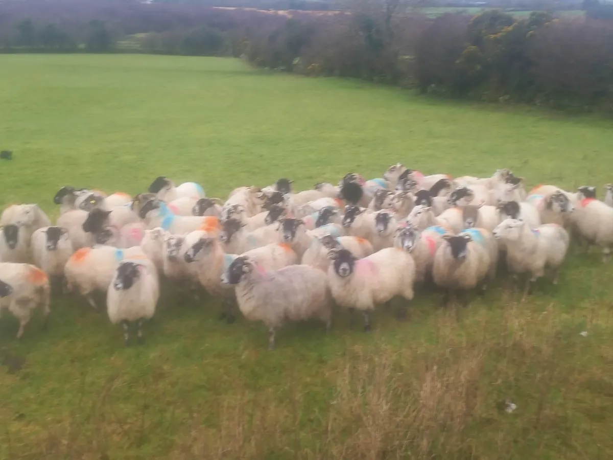 Ewes for sale, 68 Ewes - Image 4