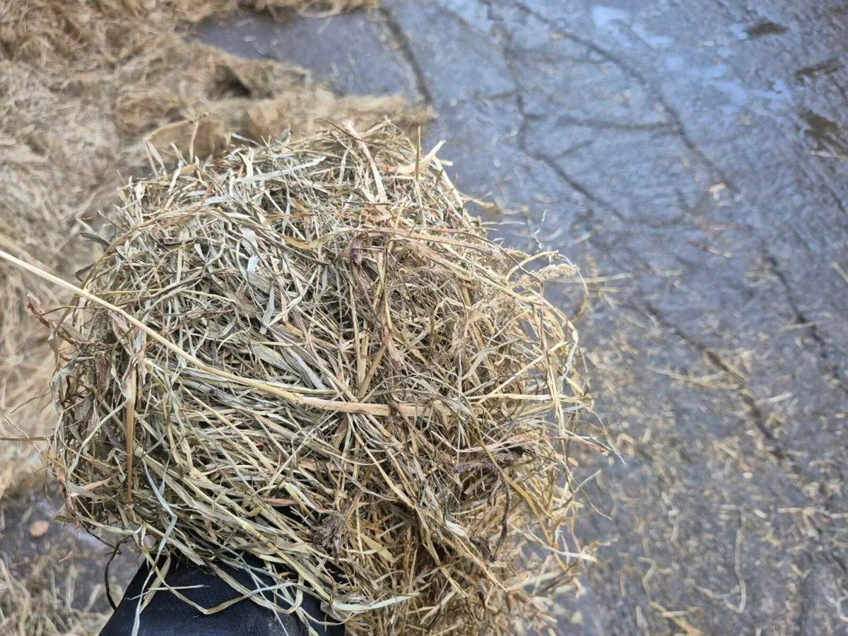 Haylage/silage bales - Image 3