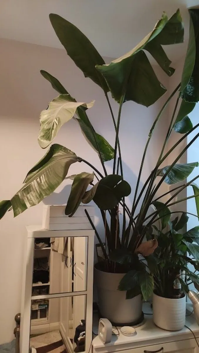 Large 2.0m Potted Strelitzia (Bird of Paradise) - Image 2