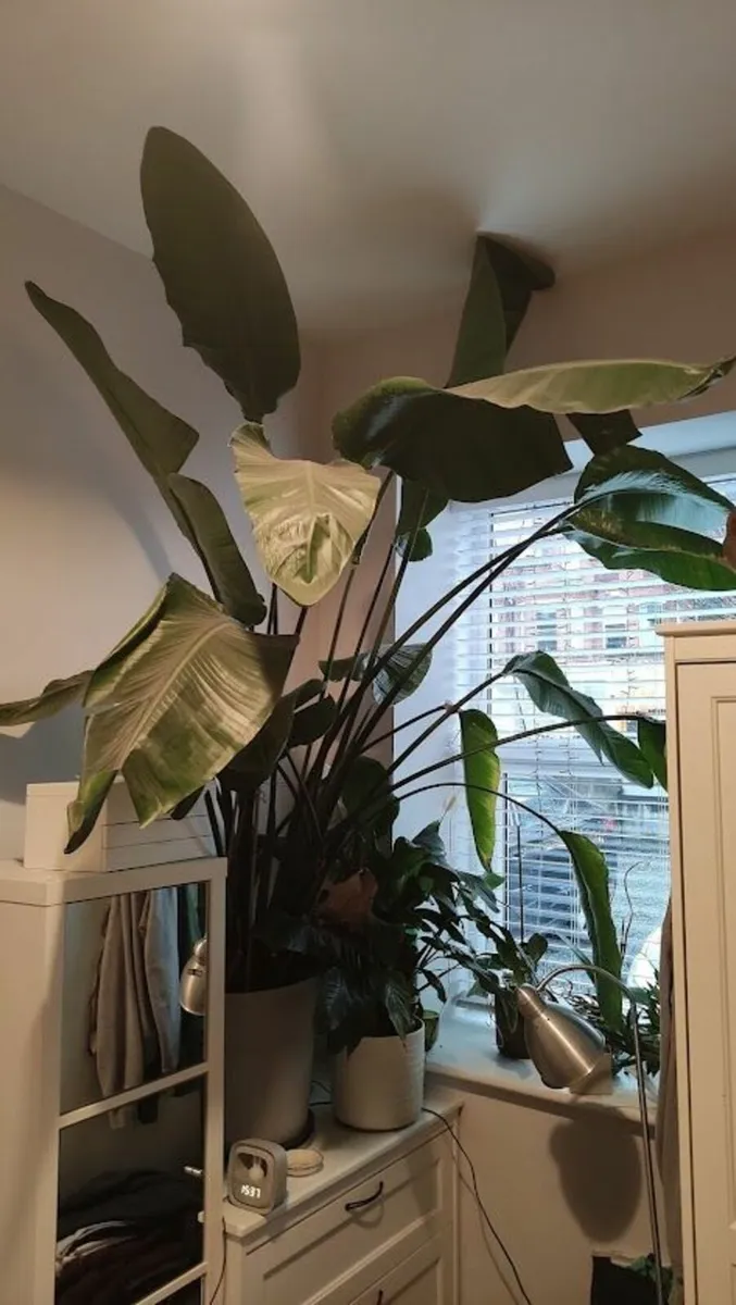 Large 2.0m Potted Strelitzia (Bird of Paradise) - Image 1