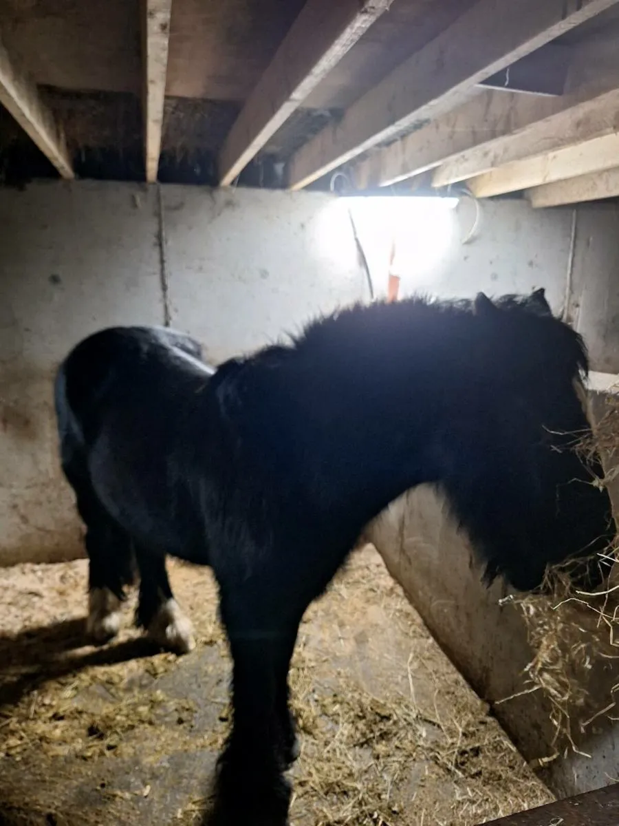 14.2 Cob mare - Image 3