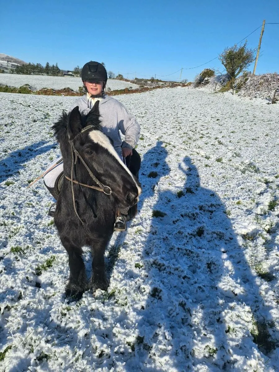 14.2 Cob mare - Image 4