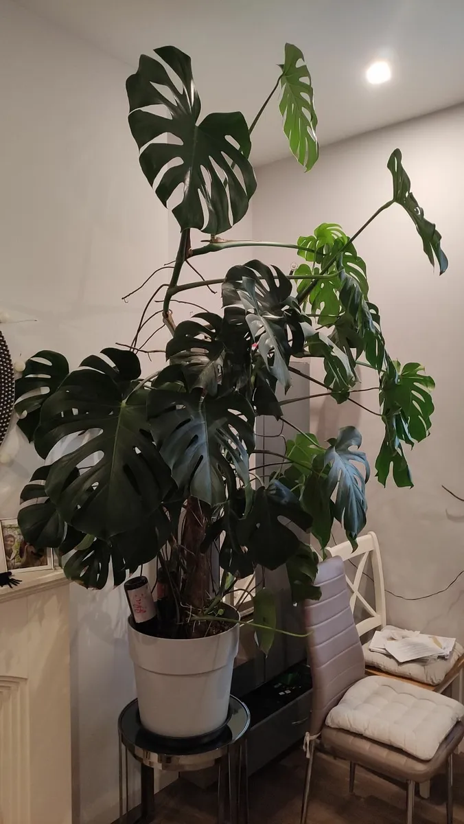 Huge 2.3m Mature Monstera plant in pot - Image 1