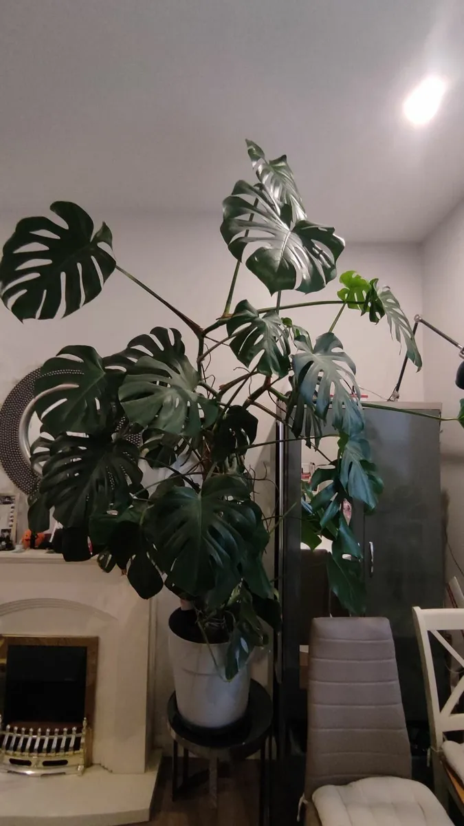 Huge 2.3m Mature Monstera plant in pot - Image 2