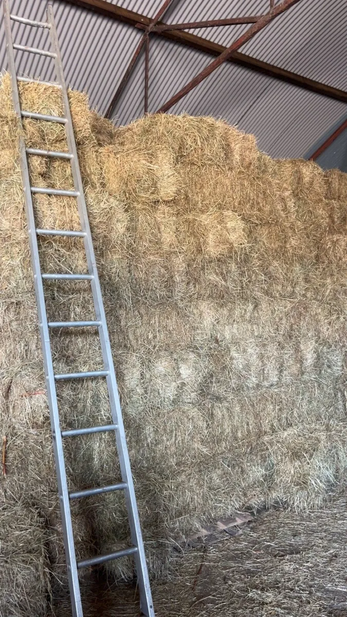 Hay - Image 2