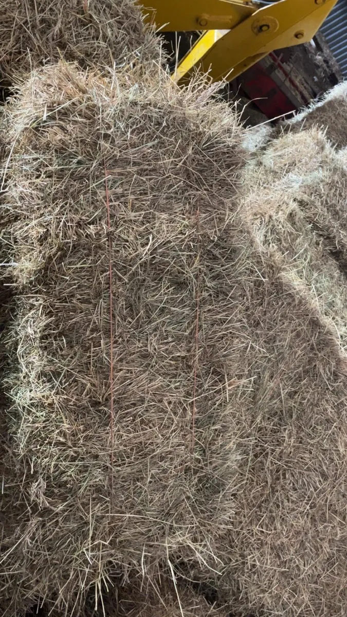 Hay - Image 3
