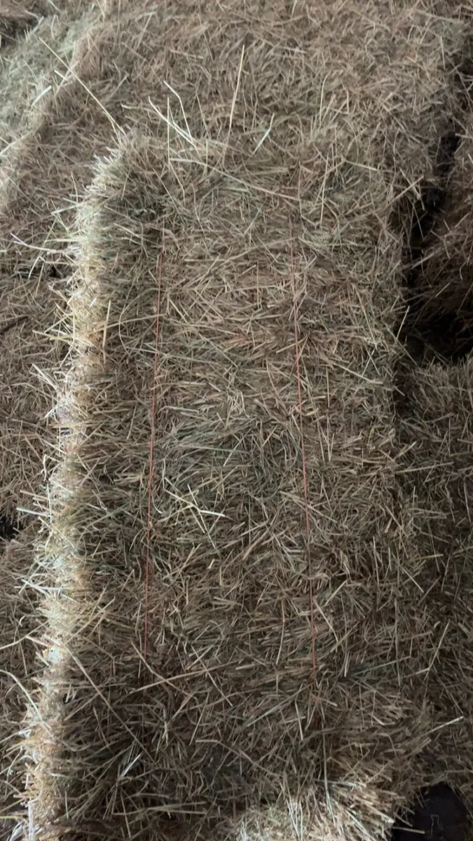 Hay - Image 4