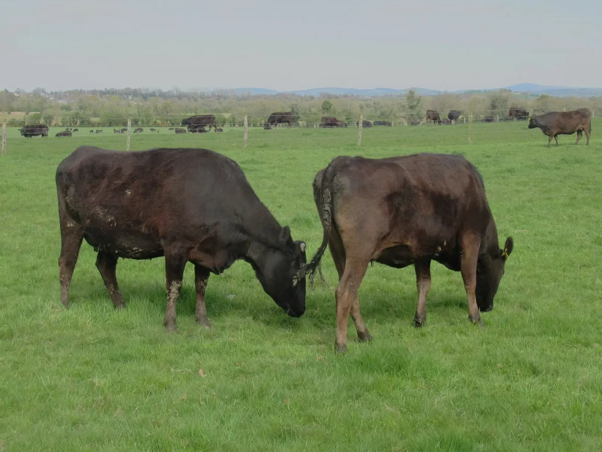 wagyu embryos - Image 2