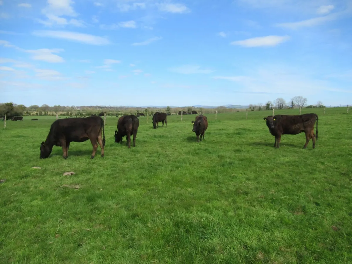 wagyu embryos - Image 3
