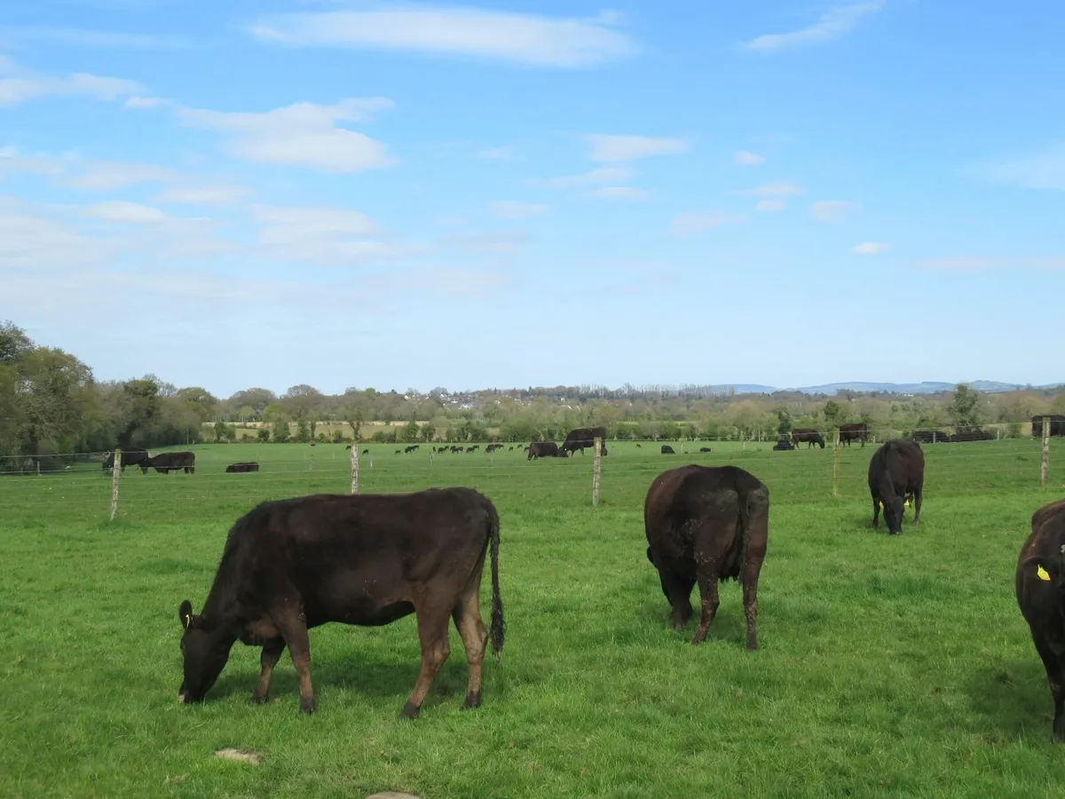 wagyu embryos - Image 4