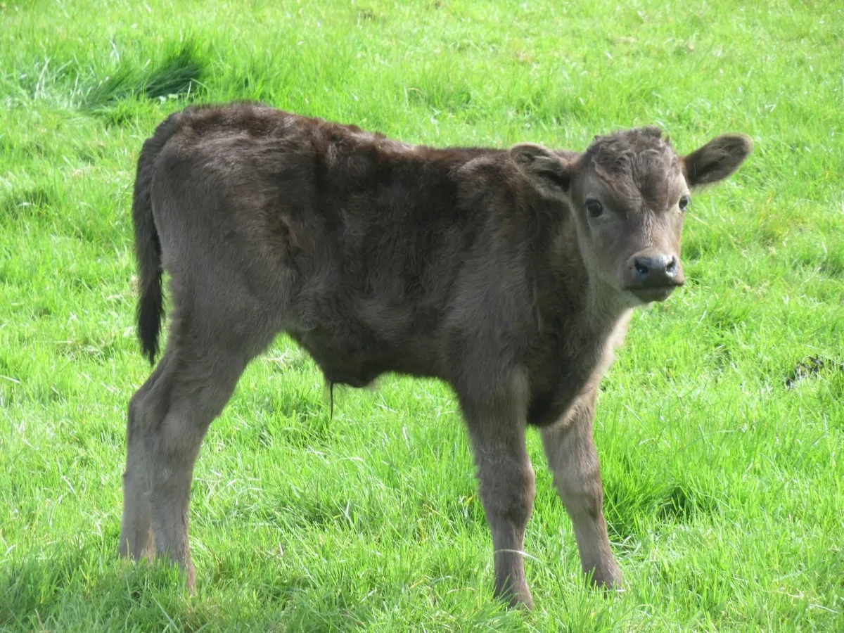 wagyu embryos - Image 1