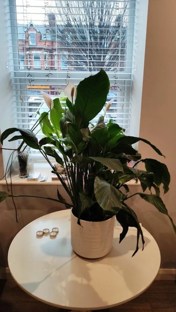 Large Peace Lily - Spathiphyllum - Blossoming - Image 2