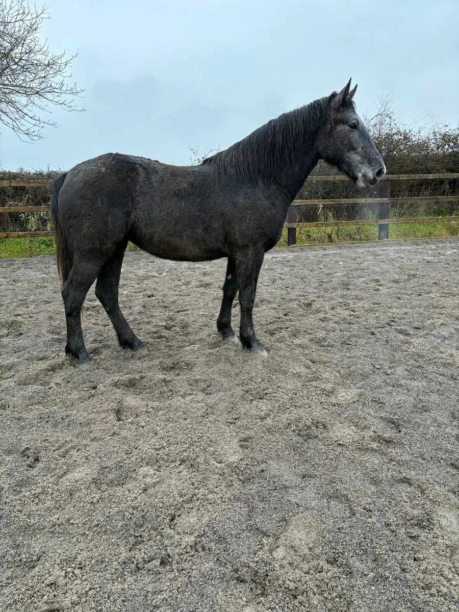 3 Year Old Filly FOR SALE - Image 4