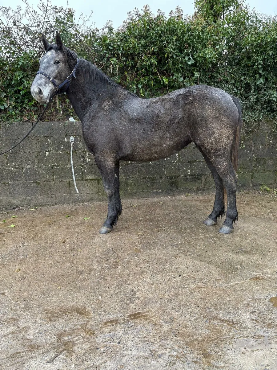 3 Year Old Filly FOR SALE - Image 1