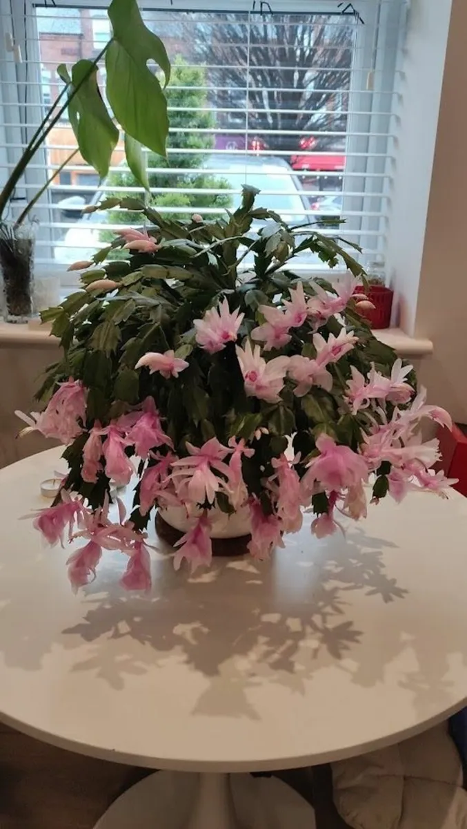 Stunning Christmas Cactus (Schlumbergera)