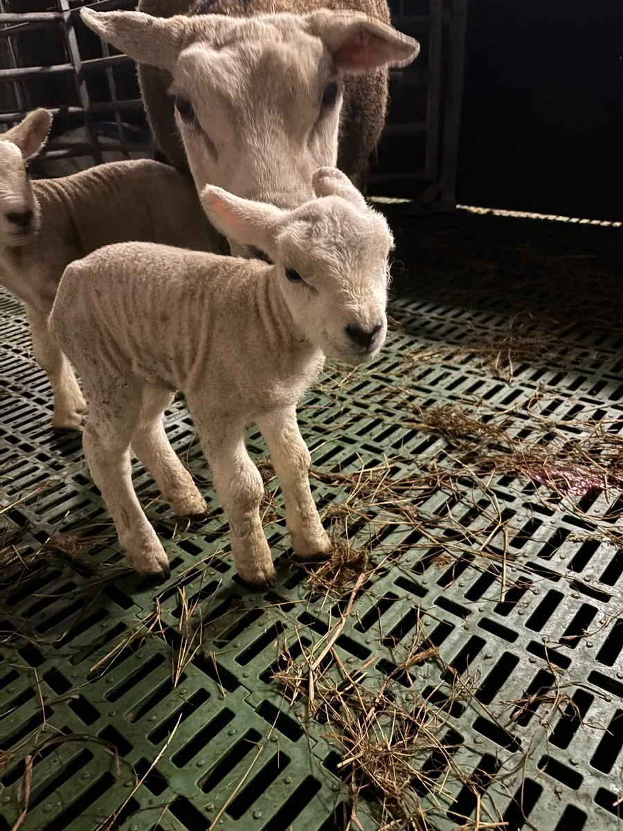 Pet lamb - Image 1
