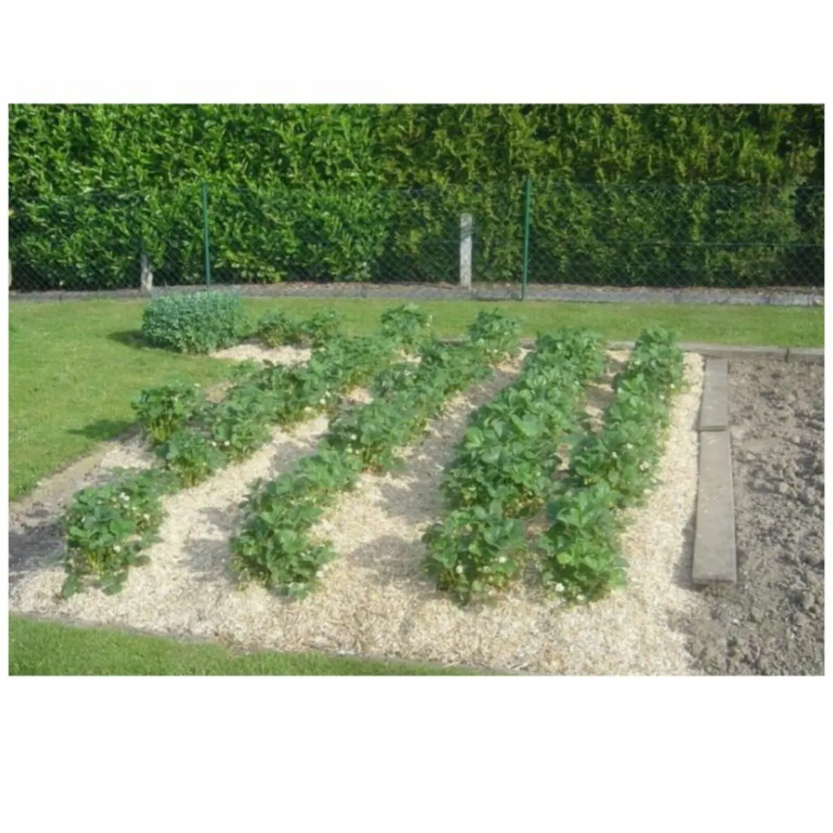 Weed Barriers / Mulch Mat Organic Hemp Mulch Mat - Image 4