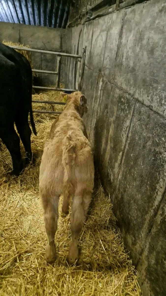 AI bred Ch bull calf ,gortatlea  today - Image 2