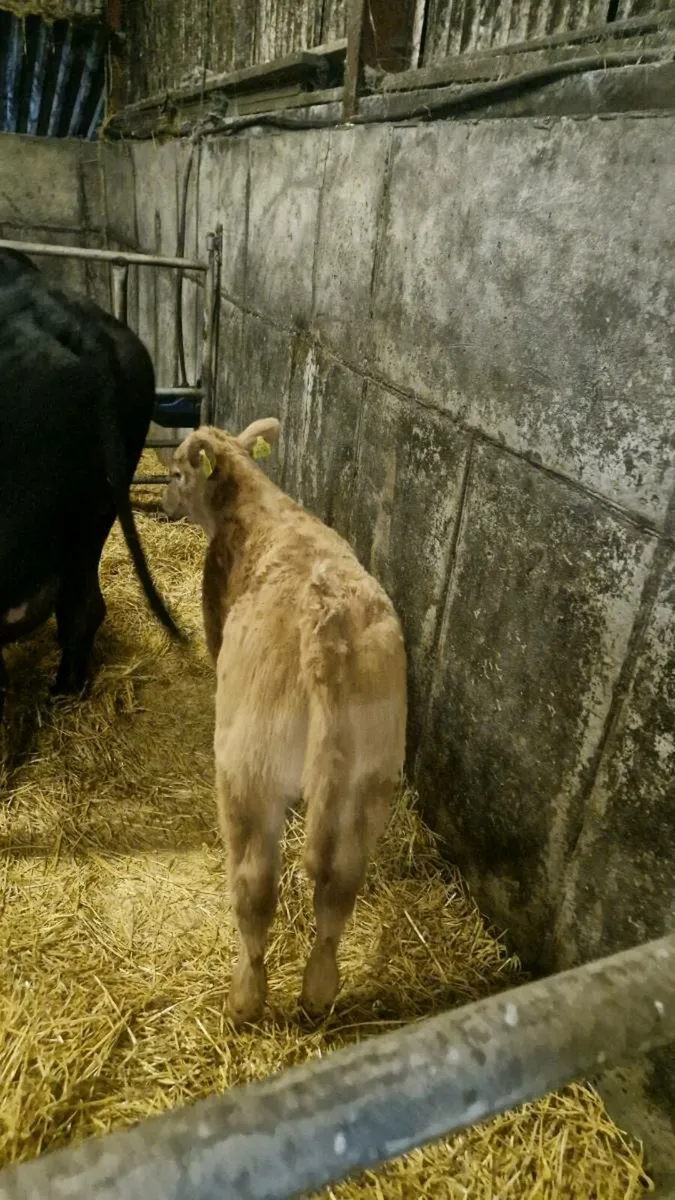AI bred Ch bull calf ,gortatlea  today - Image 3