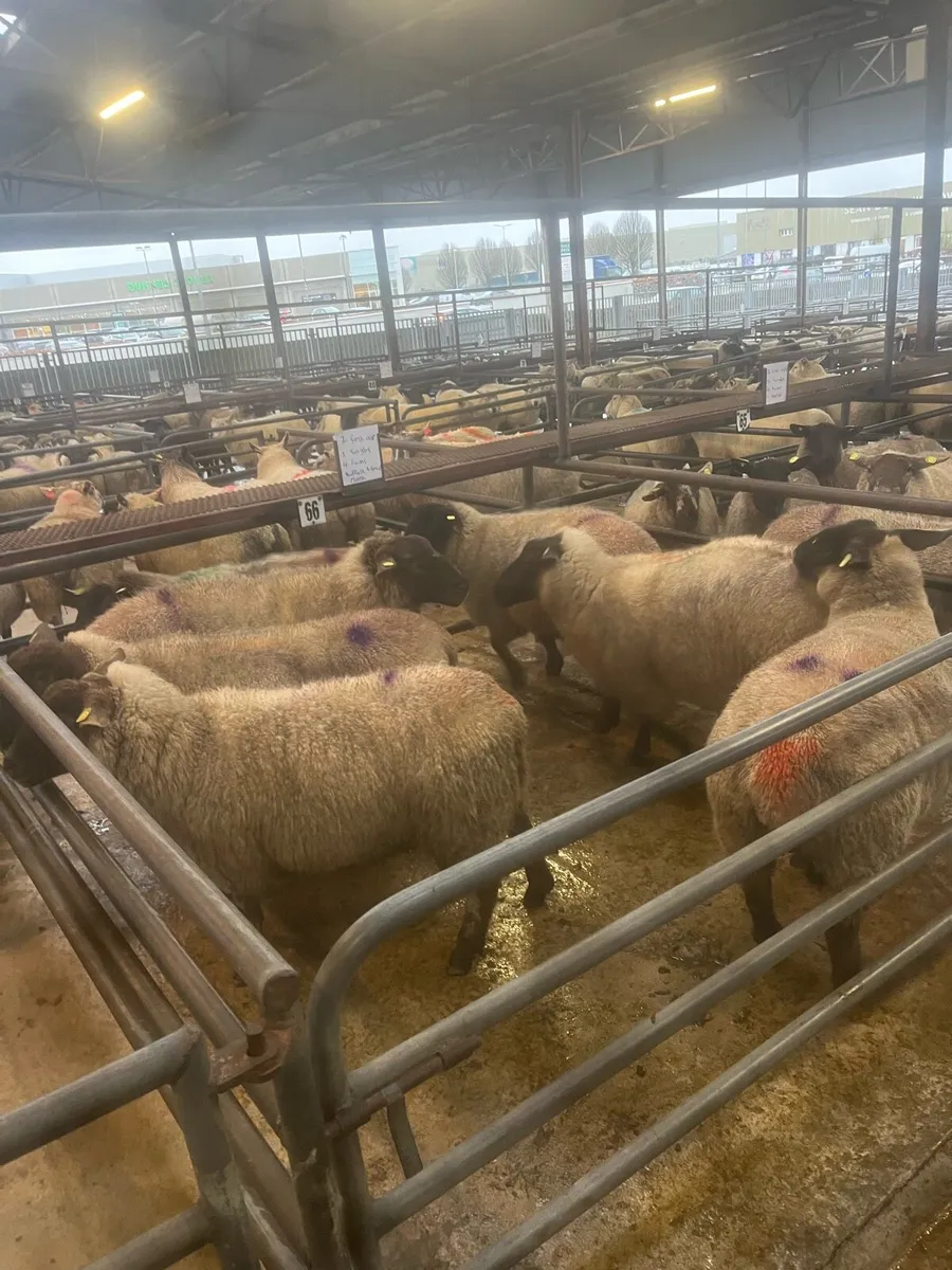 Inlamb ewes and lambs at foot Roscommon mart - Image 1