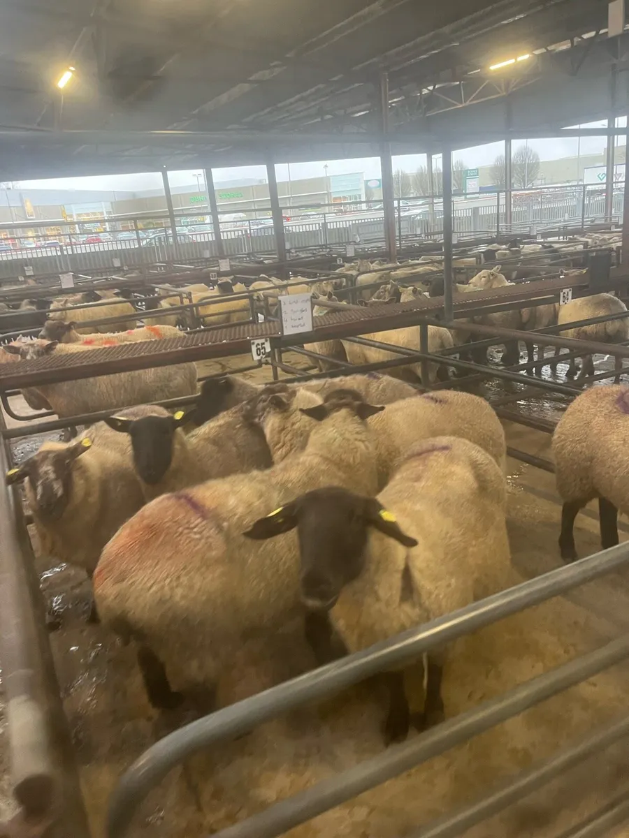 Inlamb ewes and lambs at foot Roscommon mart - Image 2