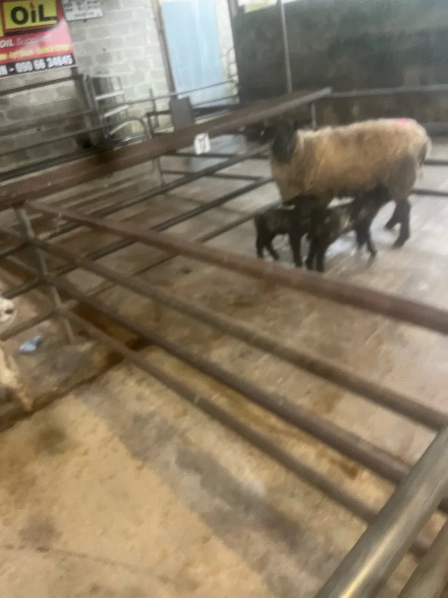 Inlamb ewes and lambs at foot Roscommon mart - Image 4