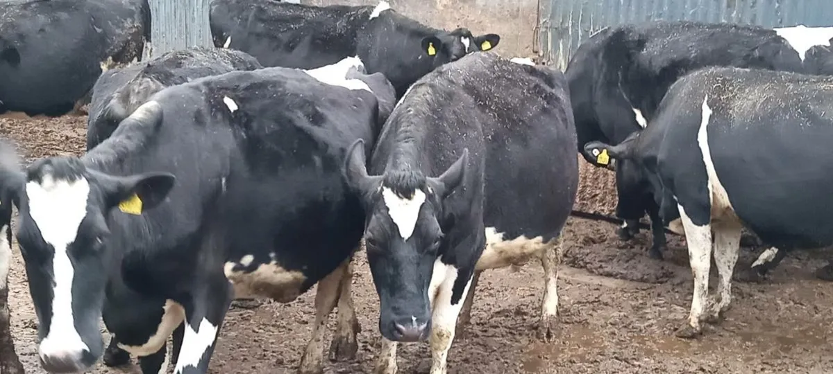 12 young incalf friesian cows - Image 1