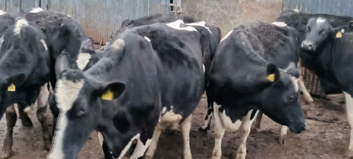 12 young incalf friesian cows - Image 3