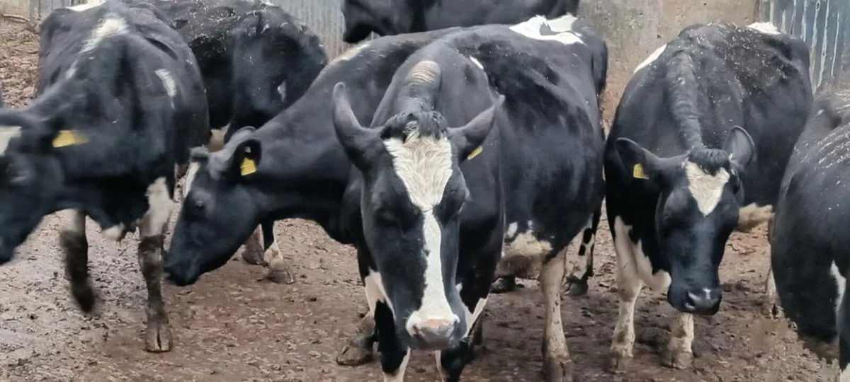 12 young incalf friesian cows - Image 4