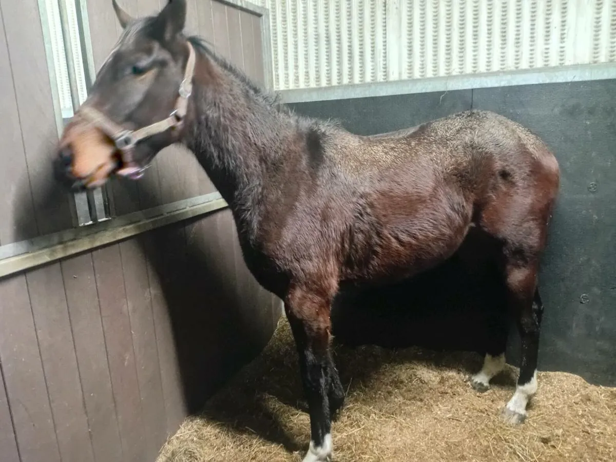 Maxios gelding - Image 1